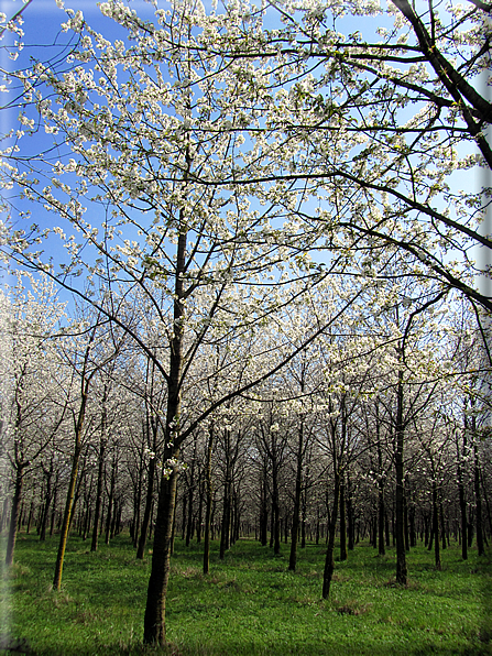 foto Ciliegi in fiore tra i Colli Asolani